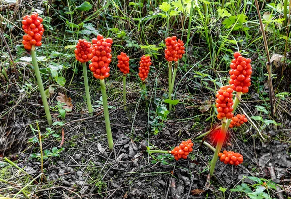 Arum Maculatum Red Berries Poisonous Woodland Plant Also Named Cuckoo — Fotografia de Stock
