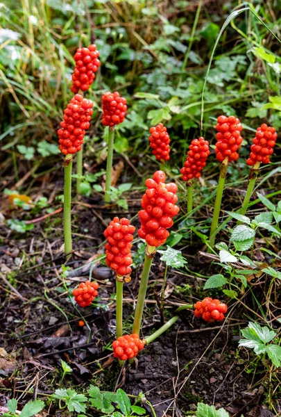 Arum Maculatum Red Berries Poisonous Woodland Plant Also Named Cuckoo — Stockfoto