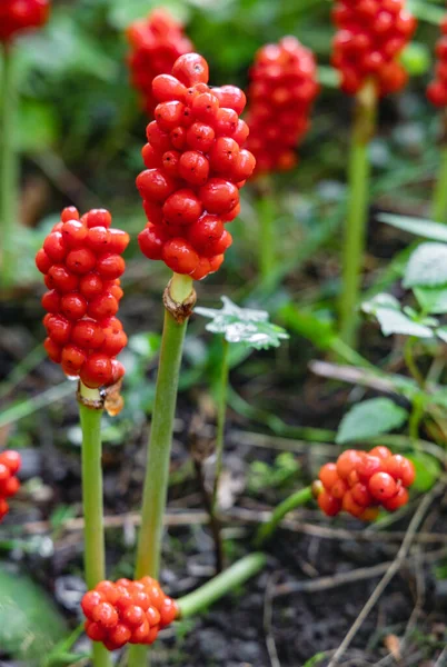 Arum Maculatum Red Berries Poisonous Woodland Plant Also Named Cuckoo — Foto de Stock