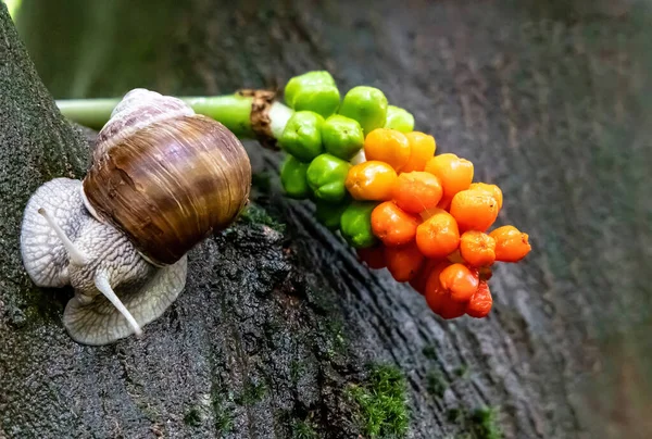 Snail Crawls Tree Trunk Rain Arum Maculatum Berries Background — Stock Photo, Image