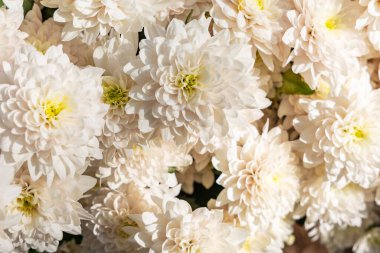 White chrysanthemum flowers from above view, beautiful natural flower background