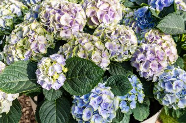 Güzel çiçek açan mavi ortanca çiçekleri dokusu, kapat manzarayı