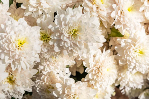 White chrysanthemum flowers from above view, beautiful natural flower background