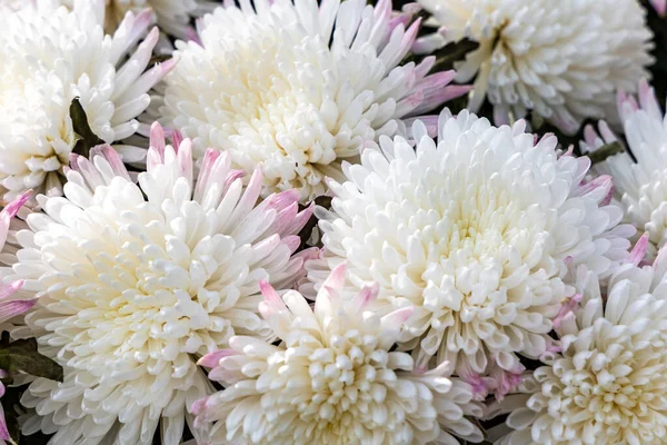 Белый Хризантема Цветы Сверху Вид Красивый Природный Цветочный Фон — стоковое фото