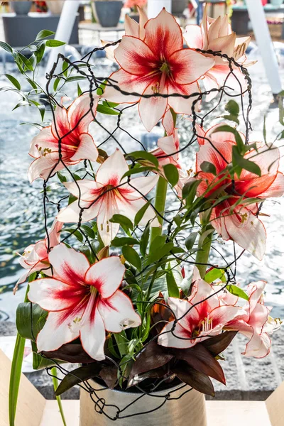 Mexican Lily Species Amaryllis Its Botanical Name Hippeastrum Reginae —  Fotos de Stock