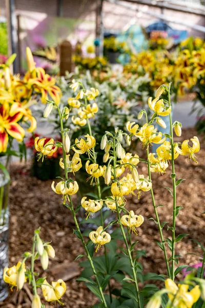 View Flowering Lily Lanceolate Tiger Lily Latin Lilium Lancifolium Thunb — Stok fotoğraf