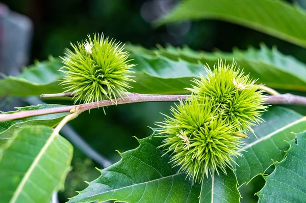 Castanea Sativa Amadurece Frutos Cupulas Espinhosas Nozes Semente Escondidas Comestíveis — Fotografia de Stock