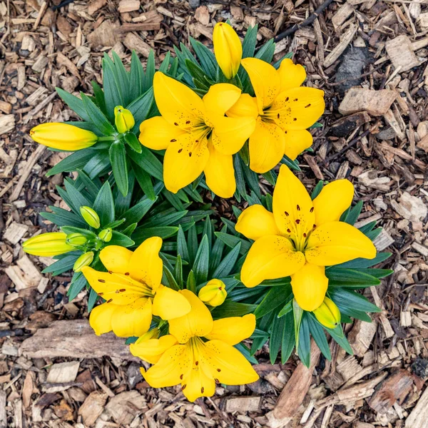 Yellow Lily Flowers Top View Soil Mulched Chopped Wood — Stock Fotó