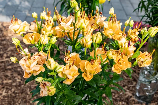 Yellow Lily Flowers Grow Greenhouse Close Photo — Stock Fotó