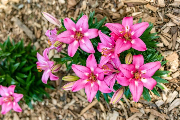 Pink Lily Flowers Top View Soil Mulched Chopped Wood — Stockfoto