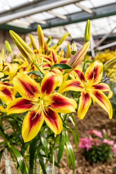 Red Yellow Lily Flowers Grow Greenhouse Close Photo — Stock Photo, Image