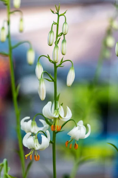 White Lilies Chalmoid Flower Shape — Foto de Stock