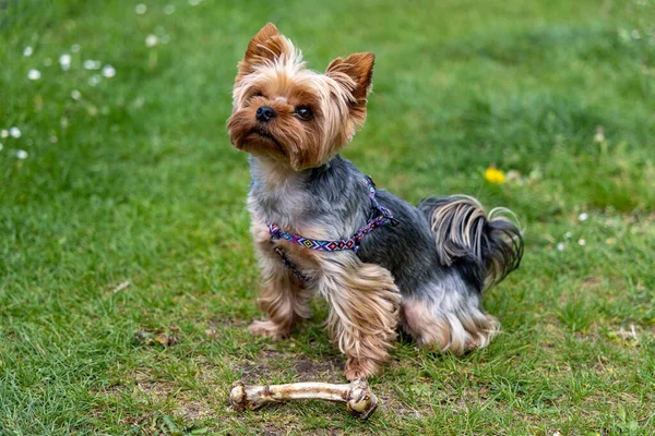 Yorkshire Terrier Pies Siedzi Pobliżu Kości Zielonej Trawie — Zdjęcie stockowe