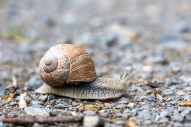 A snail crawls on a rocky surface, close-up photo, selective focus shot