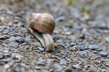A snail crawls on a rocky surface, close-up photo, selective focus shot