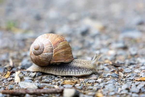 Snail Crawls Rocky Surface Close Photo Selective Focus Shot — Stock fotografie