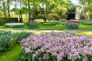 Flower bed with blooming tulips at the famous Keukenhof Gardens, Netherlands