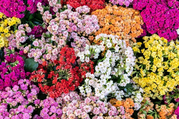 Background Multicolored Kalanchoe Blossfeldiana Flowers — Stock Fotó