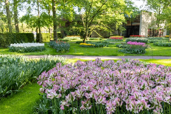 Flower Bed Blooming Tulips Famous Keukenhof Gardens Netherlands — Stock Fotó