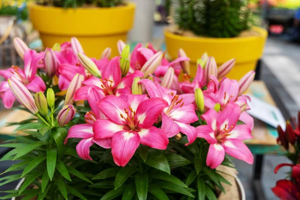 Pink Lily Flowers Grow Greenhouse Close Photo — Stock Fotó