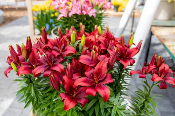 Red Lily Flowers Grow Greenhouse Close Photo — Stock Fotó