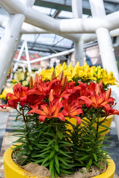 Flowers Orange Yellow Lilies Grows Greenhouse — Stock Fotó