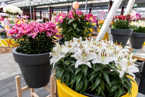 Flowers White Pink Lilies Flowers Grown Pots Greenhouse — Stock Fotó