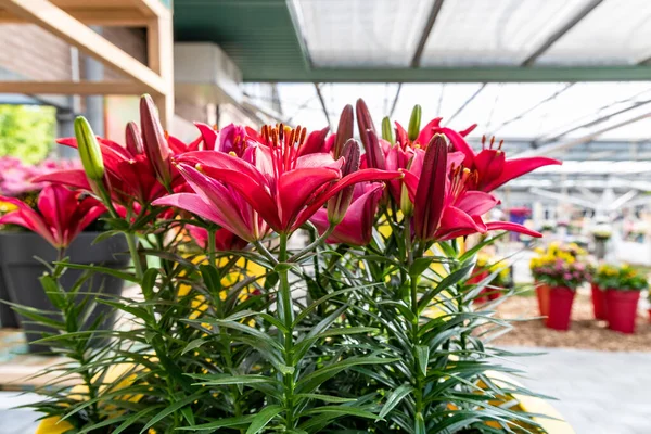 Red Lily Flowers Grow Greenhouse Close Photo — Stock Fotó