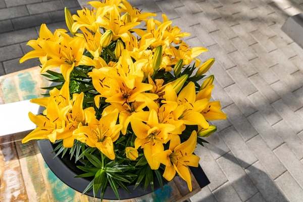 Yellow Lily Flowers Top View Sgrows Container Sidewalk — Stock Fotó