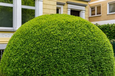 Boxwood bush in the form of a ball on a city street