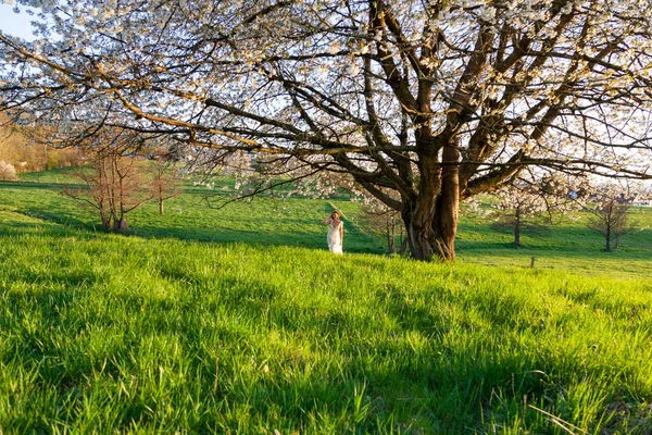 Uma Jovem Grávida Vestido Branco Fica Perto Uma Cerejeira Florescente — Fotografia de Stock