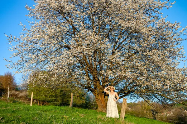 白いドレスを着た若い妊婦が桜の木の近くに立っている 夕日の光の中で美しい春の風景 — ストック写真