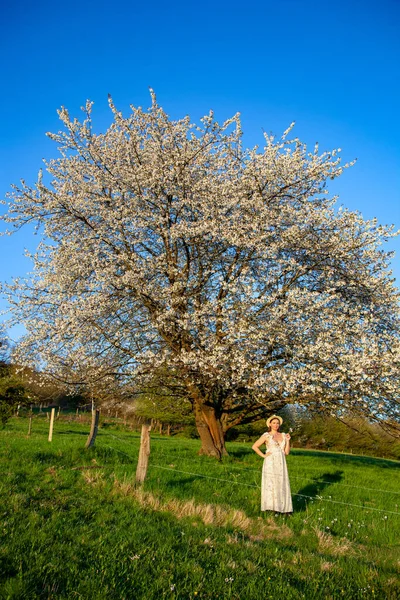 Young Pregnant Woman White Dress Stands Blossoming Cherry Tree Beautiful — Stock Photo, Image
