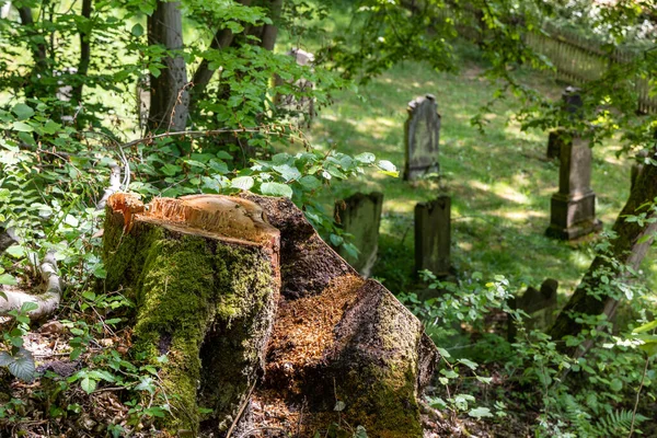 Verlaten Oude Joodse Begraafplaats Het Bos Duitsland Boomstronk Voorgrond — Stockfoto