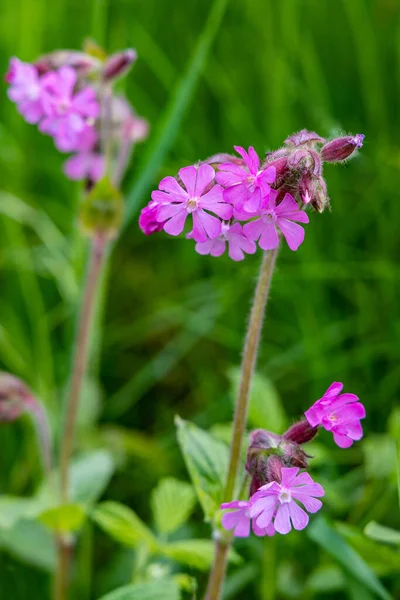 Wild Pink Flower Dioica Silene Known Red Campion Red Catchfly — Stock Photo, Image