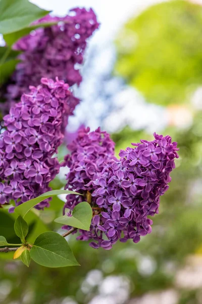 Lilas Rose Branches Aux Fleurs Lilas Printanières Printemps Dans Jardin — Photo