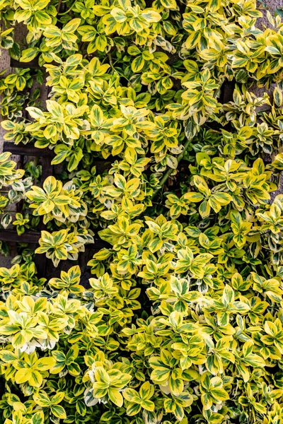 Leafy Del Prydplante Euonymus Japonicus Naturlig Baggrund - Stock-foto