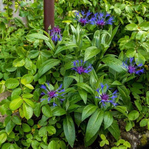 Montaña Aciano Centaurea Montana Flores Azules Sobre Fondo Verde — Foto de Stock