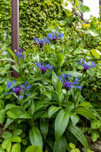 Montaña Aciano Centaurea Montana Flores Azules Sobre Fondo Verde — Foto de Stock