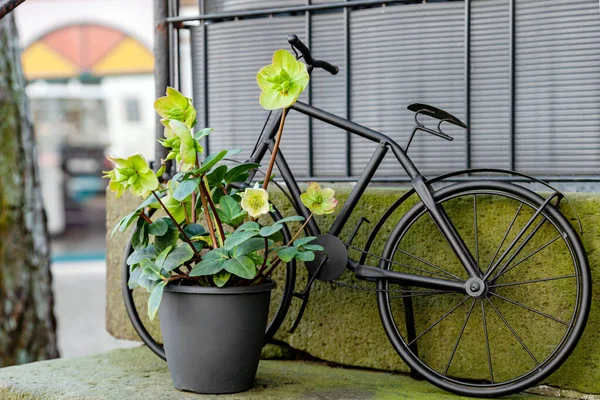 Helleborus Niger Rosa Natalizia Fiori Fioriti Vaso Fiori Modello Bicicletta — Foto Stock