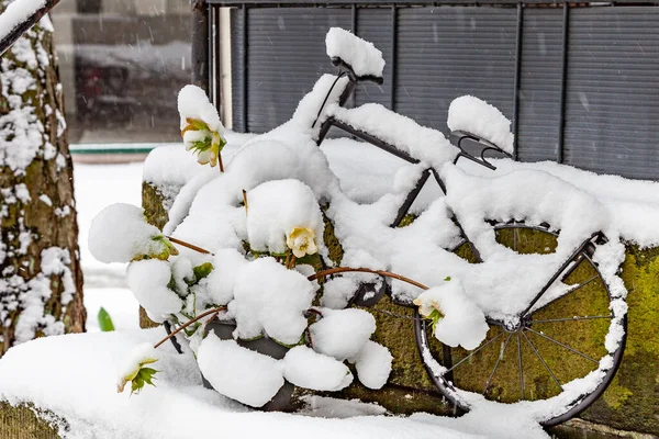 花盆栽黑花 圣诞玫瑰 花朵盛开在花盆里 金属自行车模型在雪崩后的背景 — 图库照片