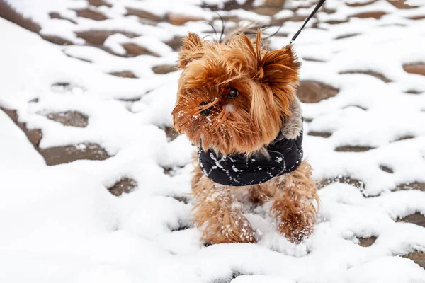 Pequeno Cão Terrier Yorkshire Uma Jaqueta Preta Passeio Inverno — Fotografia de Stock