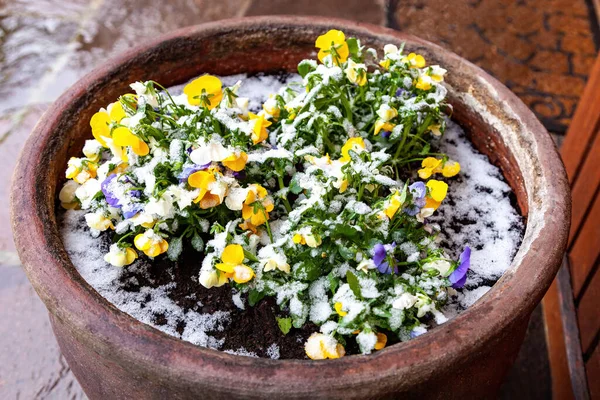 屋外の雪で覆われたセラミック鍋にパンジーの花 — ストック写真