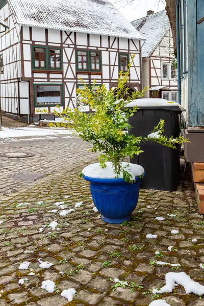 Dekorativní Keř Květináči Pokrytém Sněhem Ulici Starého Německého Města — Stock fotografie