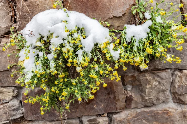 Aurinia Saxatilis Cresce Tra Pietre Fiori Sono Coperti Neve Primo — Foto Stock