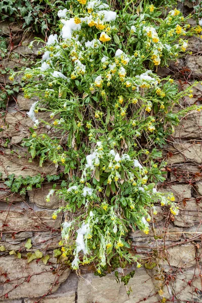 Aurinia Saxatilis Taşların Arasında Yetişir Çiçekler Karla Kaplıdır Yakın Plan — Stok fotoğraf