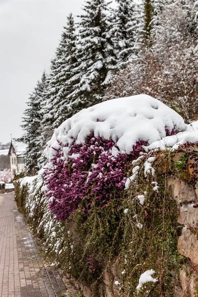 Erica Carnea Kış Fundalığı Şehirde Karla Kaplı Çiçekli Bitki — Stok fotoğraf