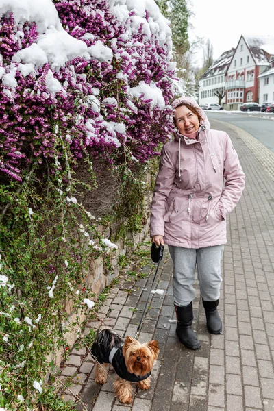 Şehirde Bir Kadın Yorkie Köpeğiyle Yürüyüşe Çıkmış — Stok fotoğraf