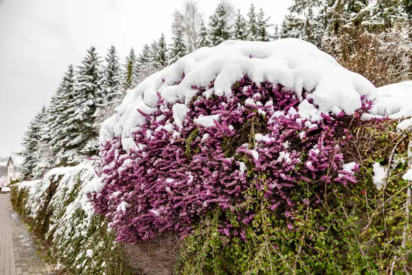 Erica Carnea Kış Fundalığı Şehirde Karla Kaplı Çiçekli Bitki — Stok fotoğraf