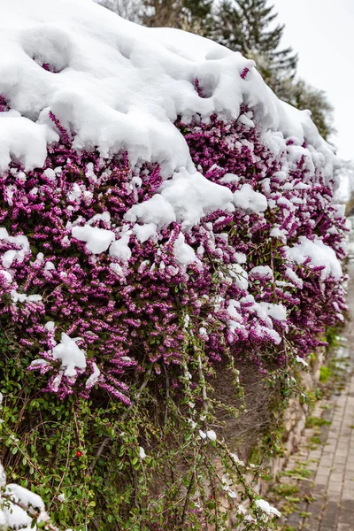 エリカ カーネア 冬の健康 市内の雪で覆われた花で植物 — ストック写真